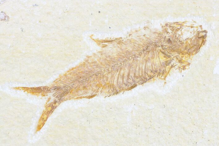 Detailed Fossil Fish (Knightia) - Wyoming #173753